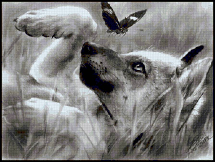 хищник тоже ценит - животное, волк, волки, монохром, хищники, черно-белое, бабочки, хищник - предпросмотр