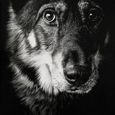 Схема вышивки «волк»