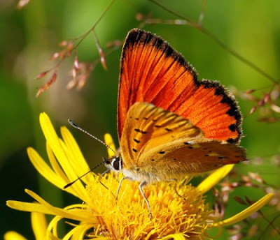 Бабочка - природа, бабочка, цветок - оригинал