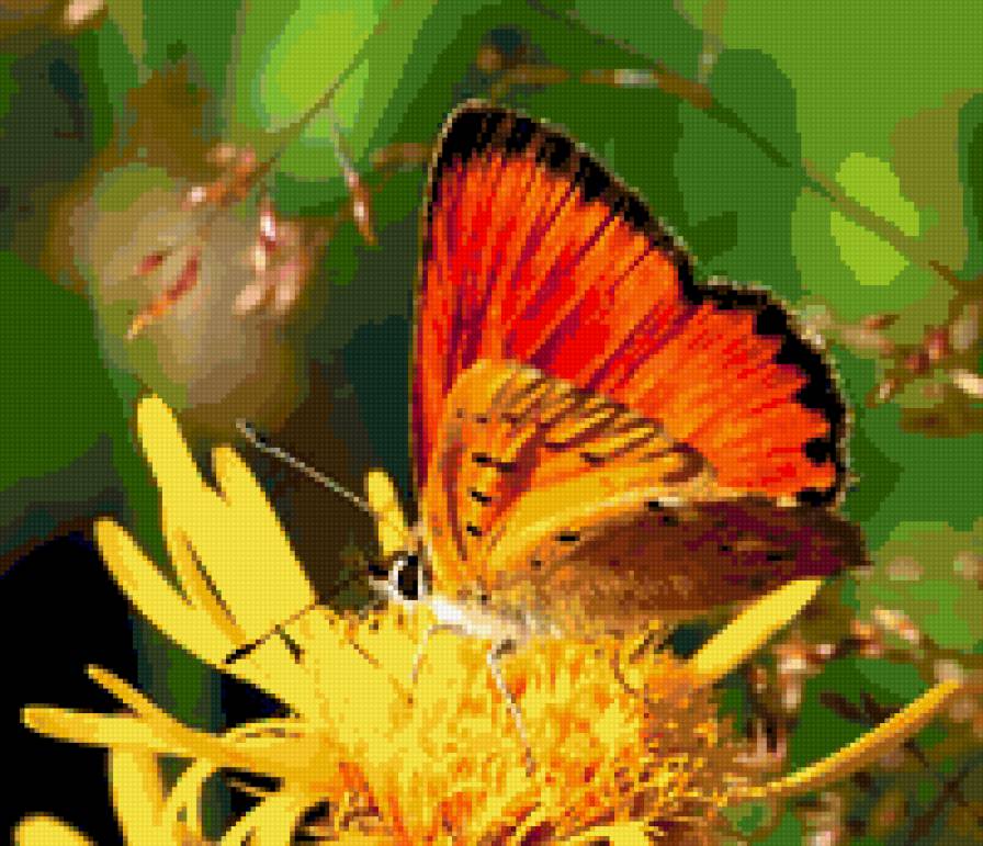 Бабочка - цветок, природа, бабочка - предпросмотр