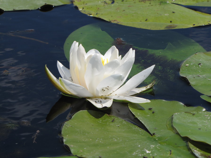 №234751 - оригинал