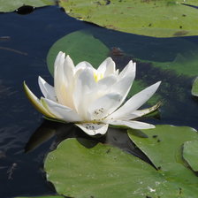 Схема вышивки «№234751»