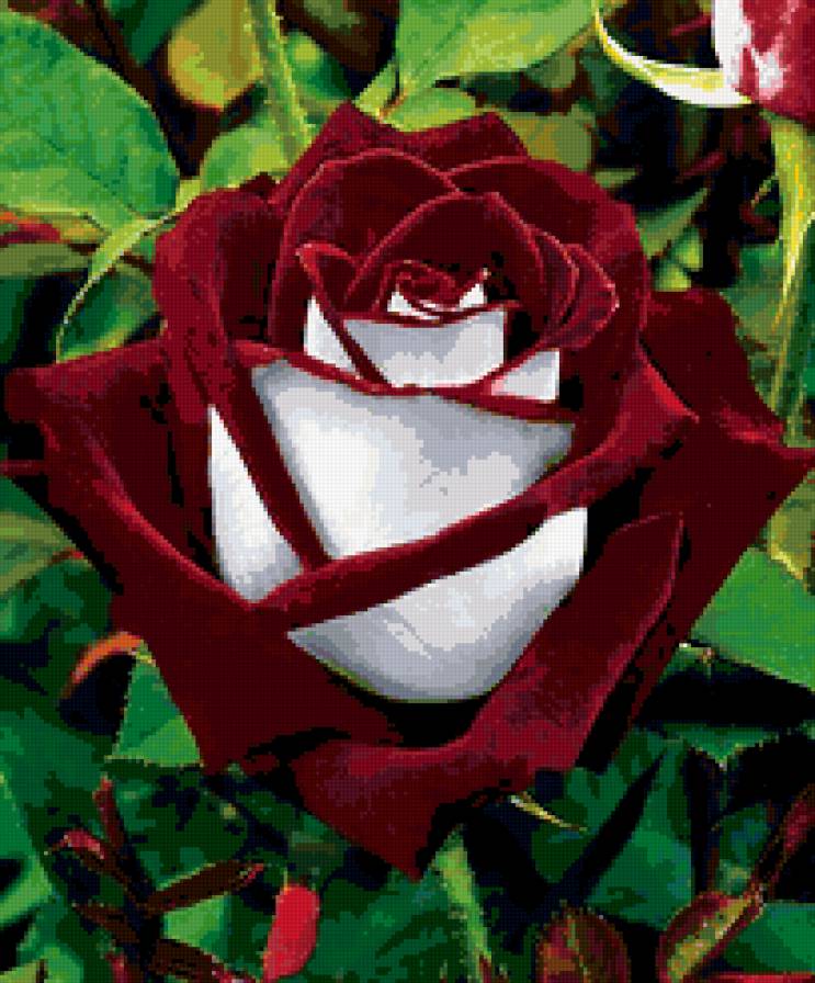 Необычная роза - цветы, роза - предпросмотр