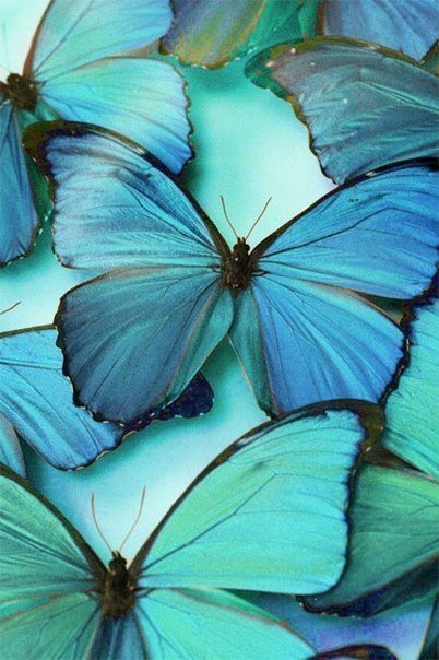 Бирюзовые бабочки - бабочки - оригинал