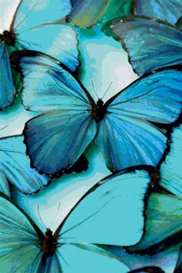 Бирюзовые бабочки - бабочки - предпросмотр
