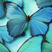 Схема вышивки «Бирюзовые бабочки»