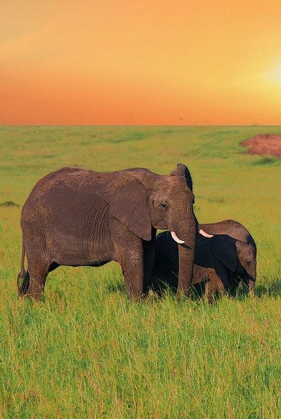 Слоны - африка, животные, слон - оригинал