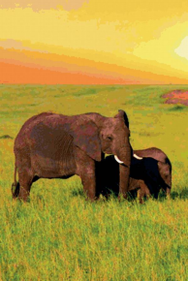 Слоны - слон, африка, животные - предпросмотр
