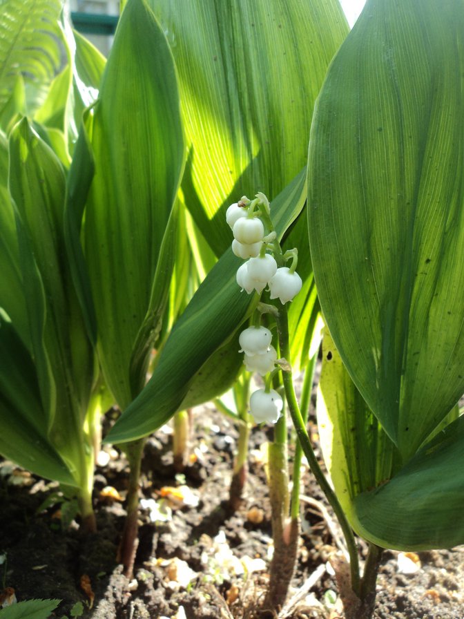 Ландыши - оригинал