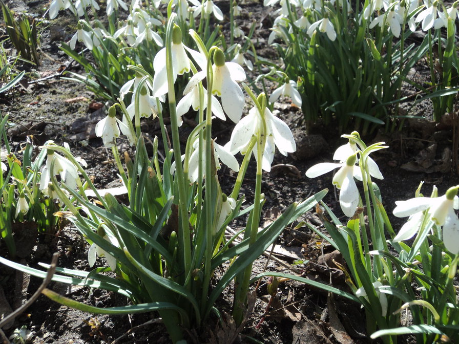 Подснежники - оригинал