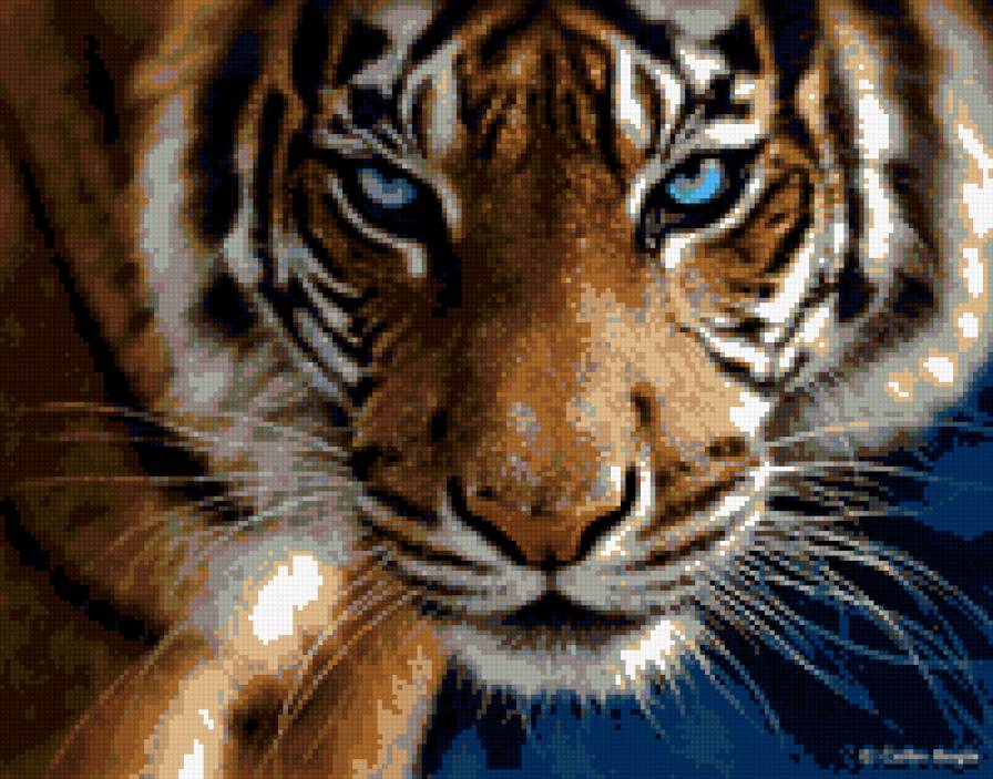 тигр - тигр - предпросмотр