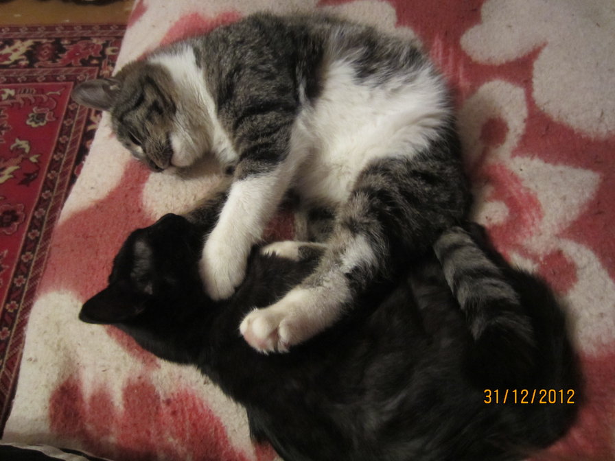 Коты - животные - оригинал