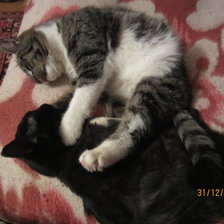 Схема вышивки «Коты»