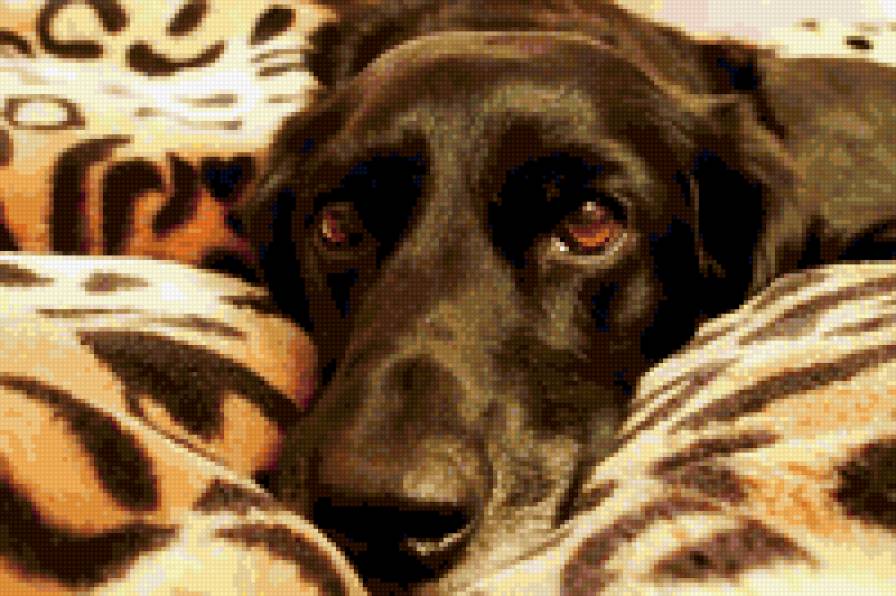 друг - собака, домашние животные - предпросмотр