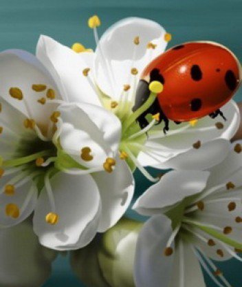 Божья коровка - оригинал