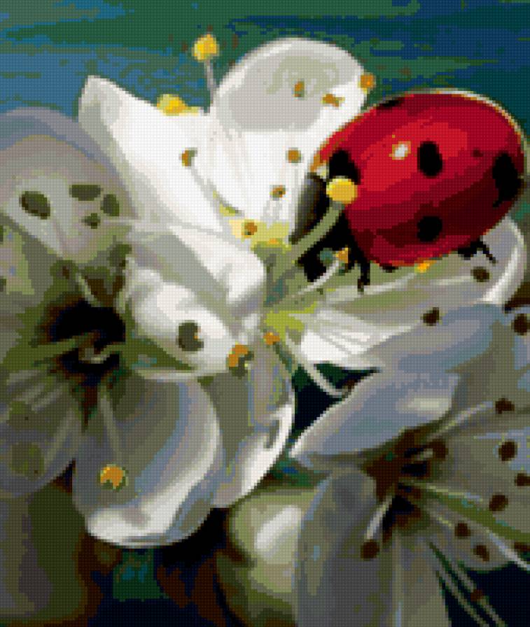 Божья коровка - предпросмотр