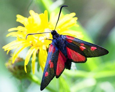 зигена - мотылек, бабочка - оригинал