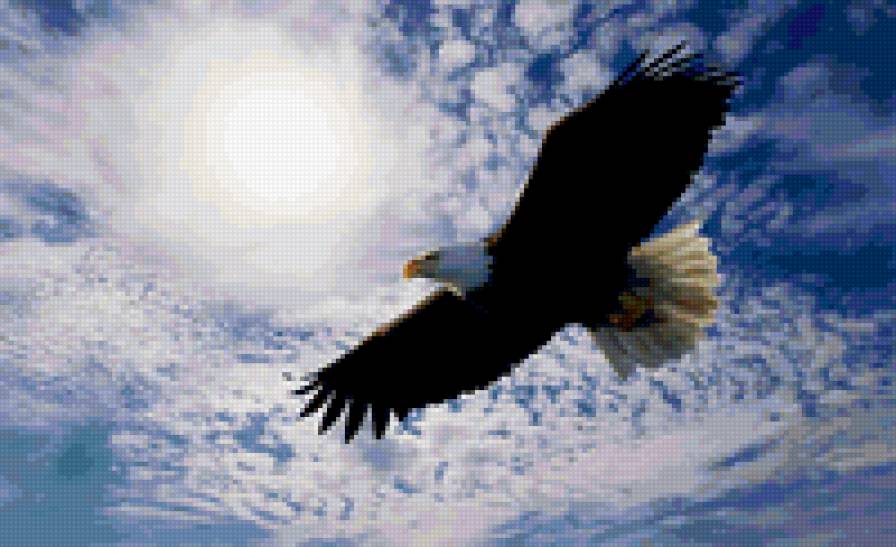 орел - птицы - предпросмотр
