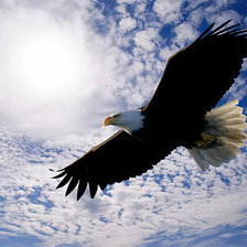 Схема вышивки «орел»