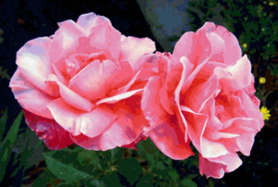 розы - розы, цветы, букет - предпросмотр