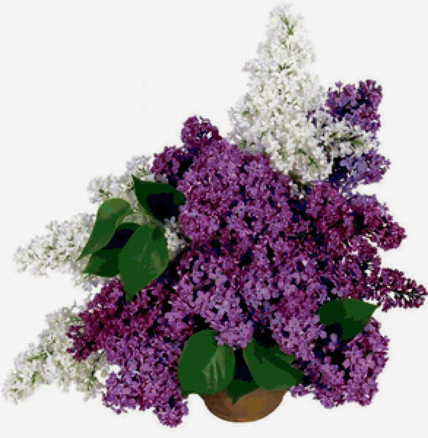 Сирень - букет, сирень, цветы - предпросмотр