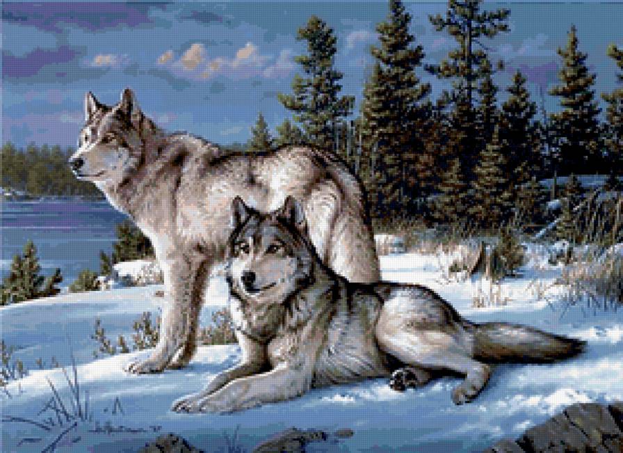 волки - волки, зима, лес, звери - предпросмотр
