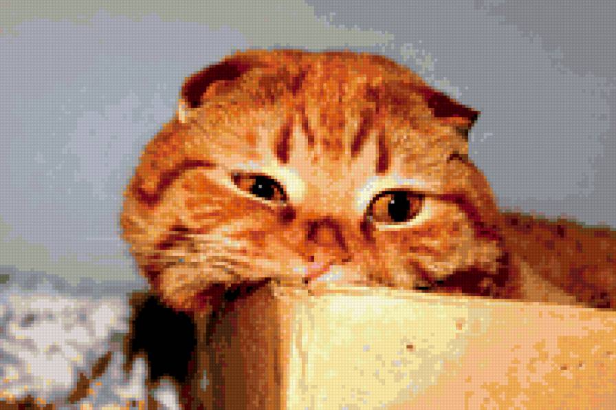 Рыжик - рыжий кот, кот - предпросмотр