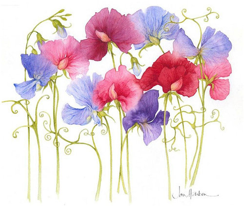 душистый горошек - цветы, полевые - оригинал