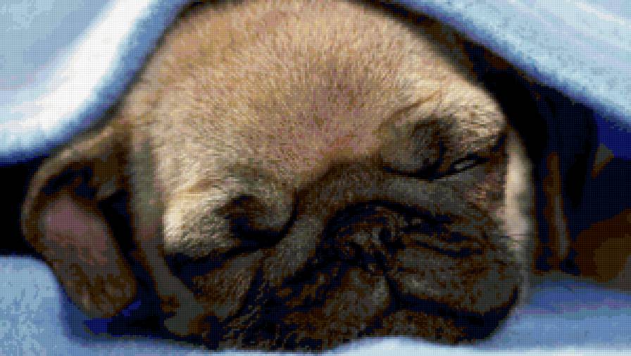 Спящий щенок - щенок, животные, собаки - предпросмотр