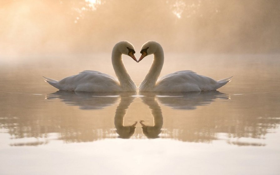 Любовь лебединая - лебеди, верность, любовь - оригинал