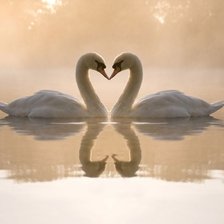 Любовь лебединая
