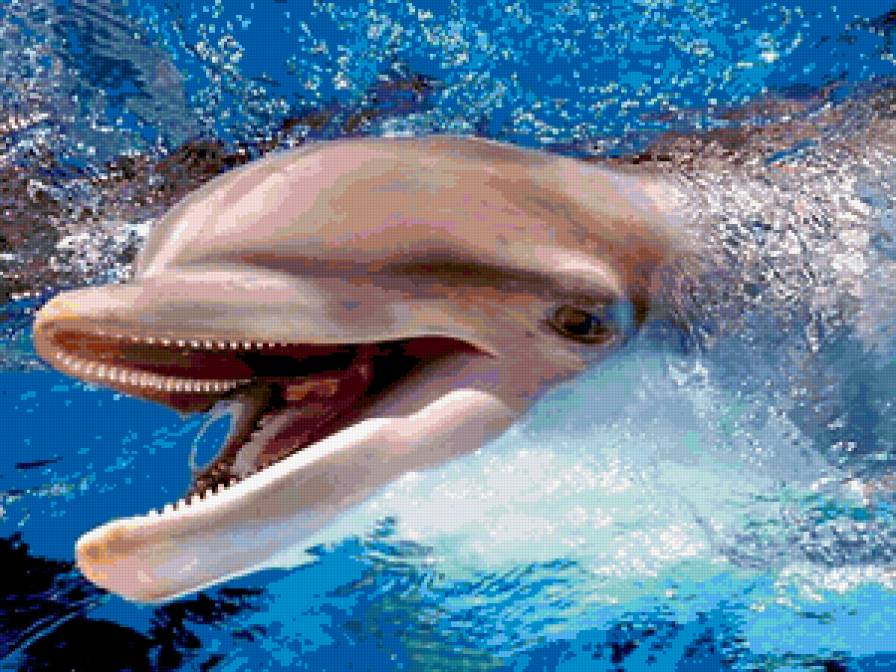 дельфин Ника - предпросмотр