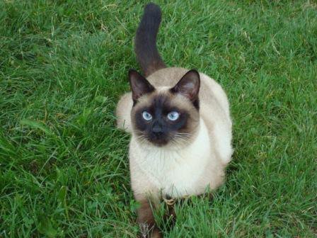 кошка - оригинал