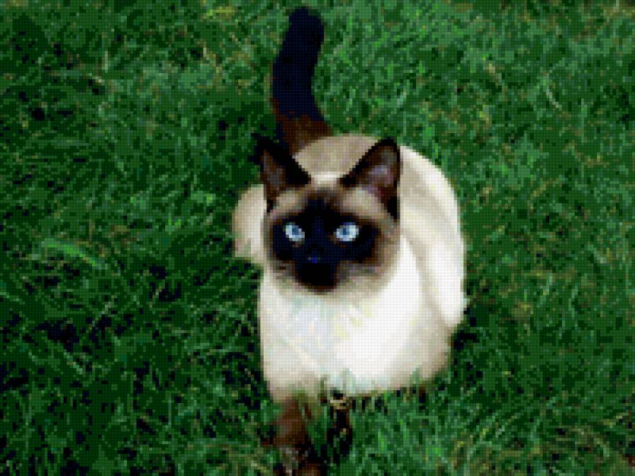 кошка - предпросмотр