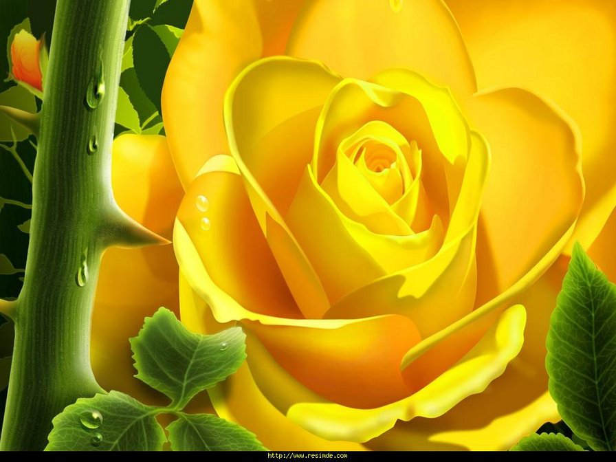 желтая роза - оригинал