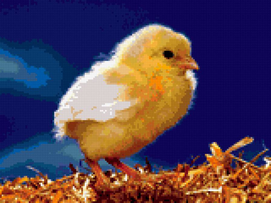 Ципленок - птицы - предпросмотр