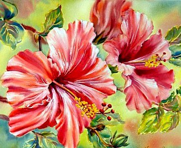 Гибискус - цветы, гибискус - оригинал