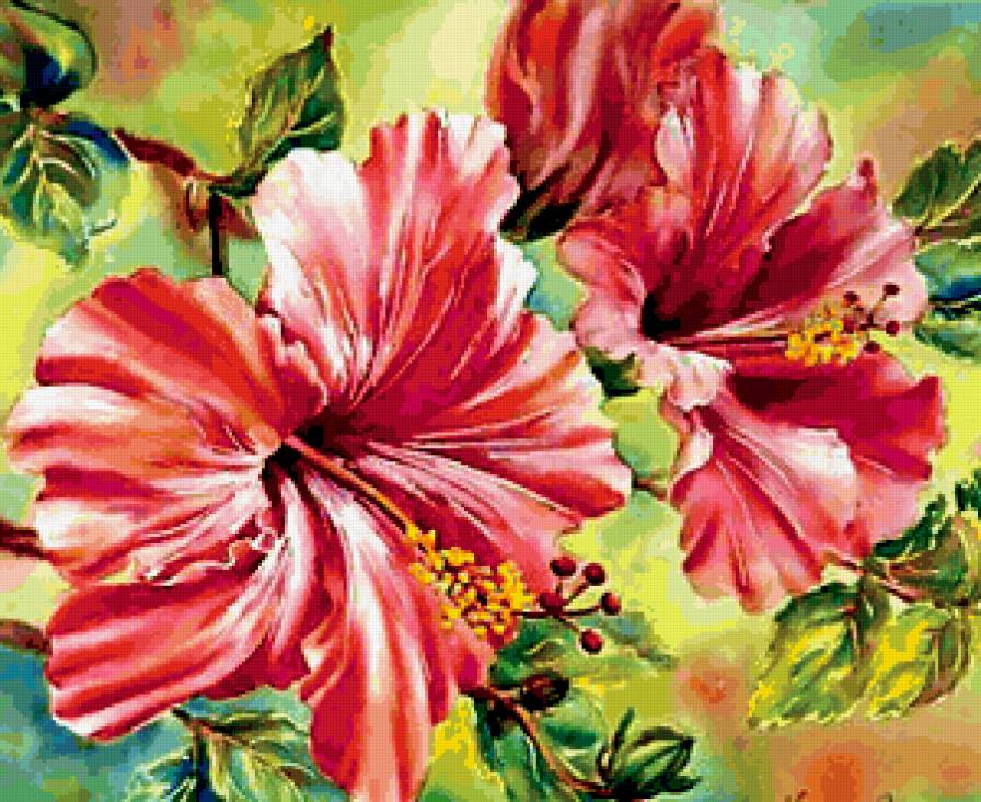 Гибискус - гибискус, цветы - предпросмотр