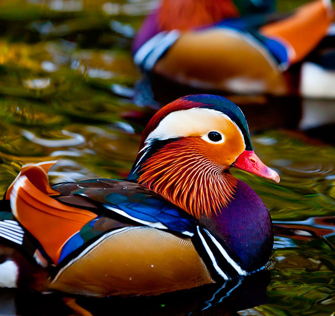 Уточка- мандаринка - утка - оригинал