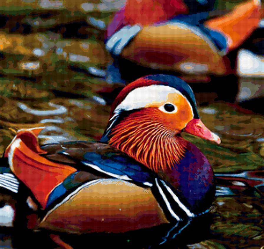 Уточка- мандаринка - утка - предпросмотр