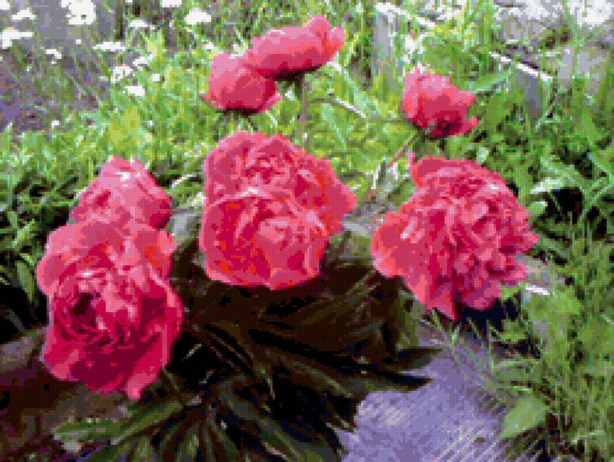 пионы - цветы - предпросмотр