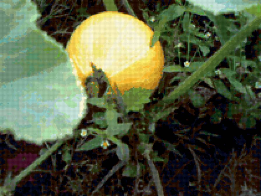 чудо - природа - предпросмотр