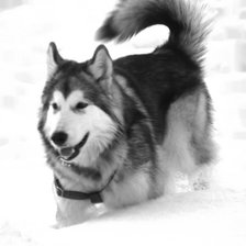 Схема вышивки «маламут в снегу»