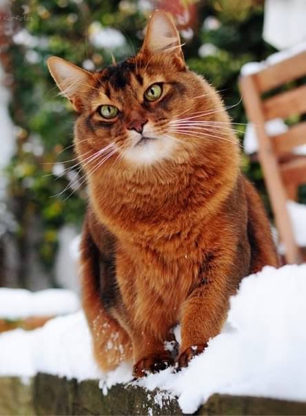 котэ - оригинал