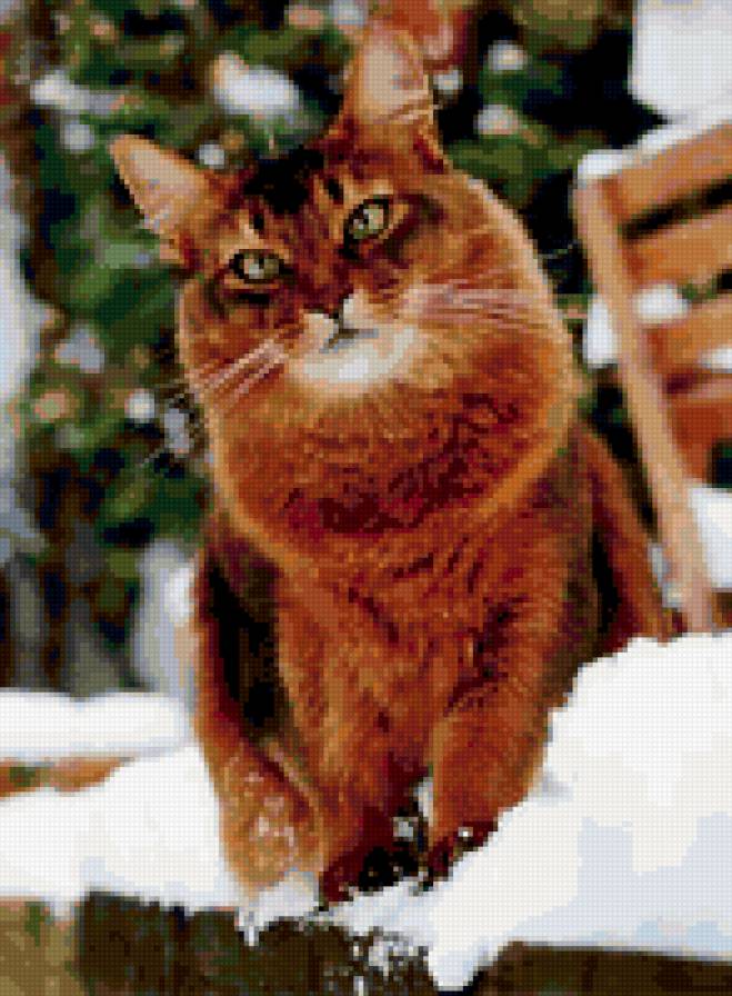 котэ - предпросмотр