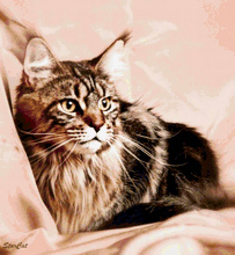 мейн кун - кошки - предпросмотр