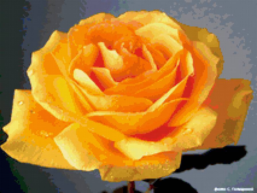 жовта троянда - предпросмотр