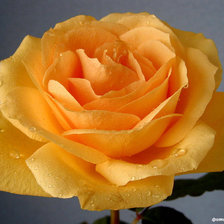 Схема вышивки «жовта троянда»