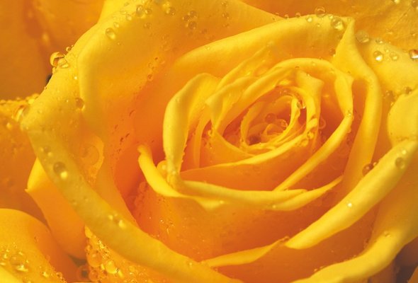 троянда - оригинал