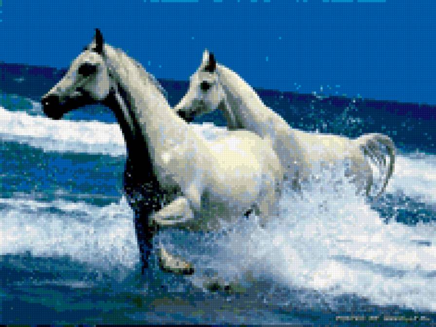 коні - предпросмотр